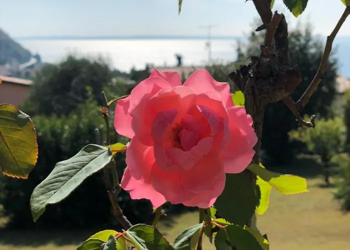 Welcome Traveller Leda * Гарда